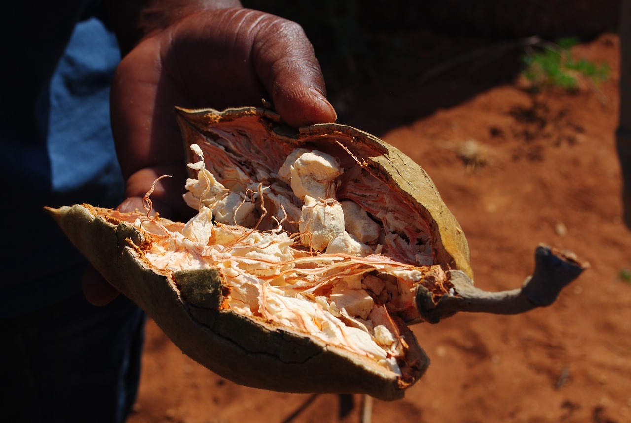 baobab tree, fruit, baobab fruit-2042749.jpg